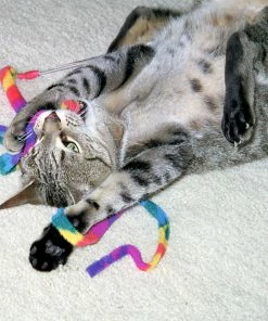 Euro Joe Cat Dancer Kat Charmeur