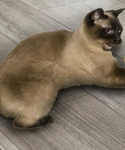 Euro Joe Cat Dancer Ring Tail Chasers 2-Pack