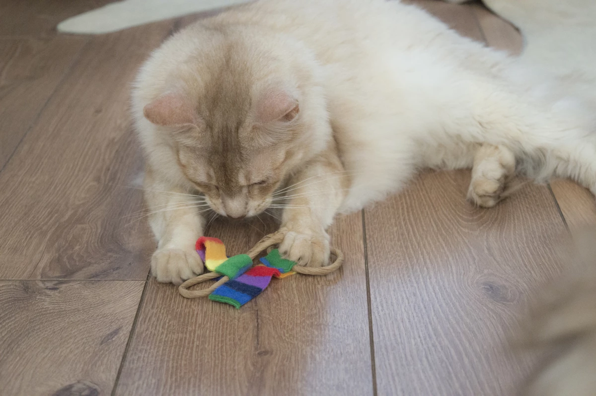 Euro Joe Cat Dancer Chaser 6-Pack - Image 2