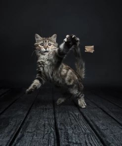 Euro Joe Cat Dancer DeLuxe