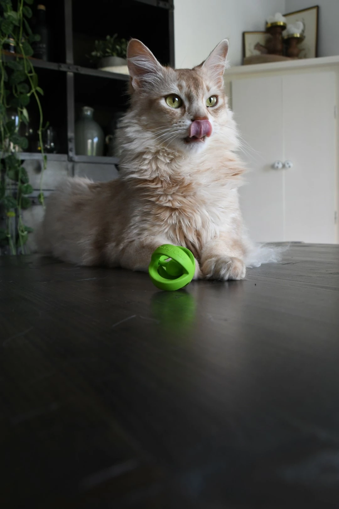 Euro Joe Crazy Cat Wacky Wobbler Groen - Image 4