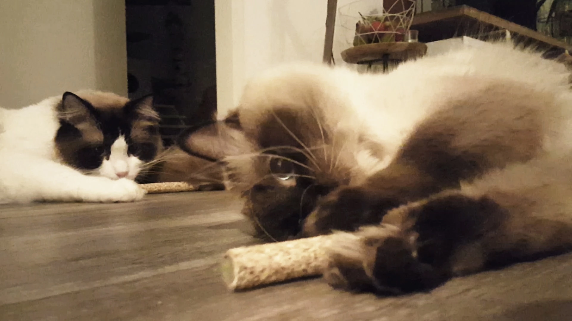 Euro Joe Addicted Stick With Rope - Image 5