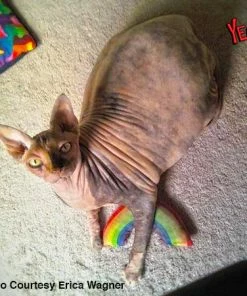 Euro Joe Yeowww Rainbow