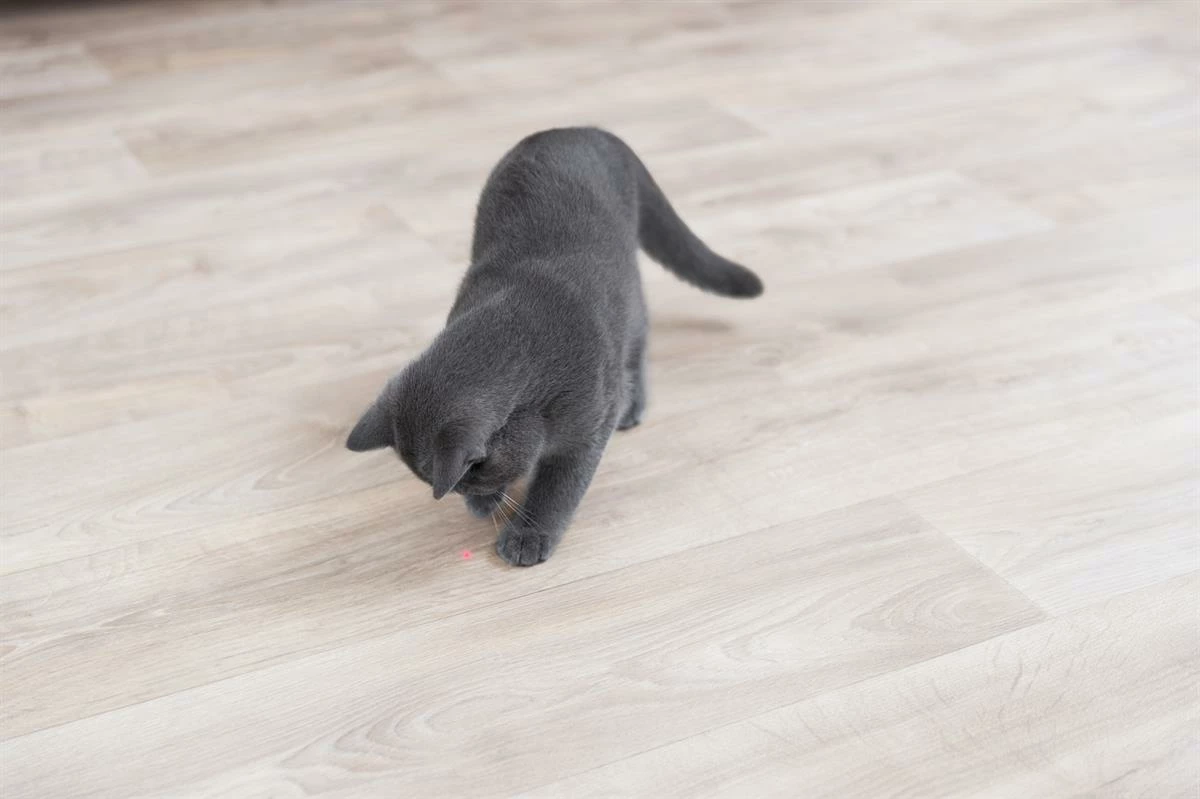 Euro Joe Laser Pointer Moving Light - Image 5