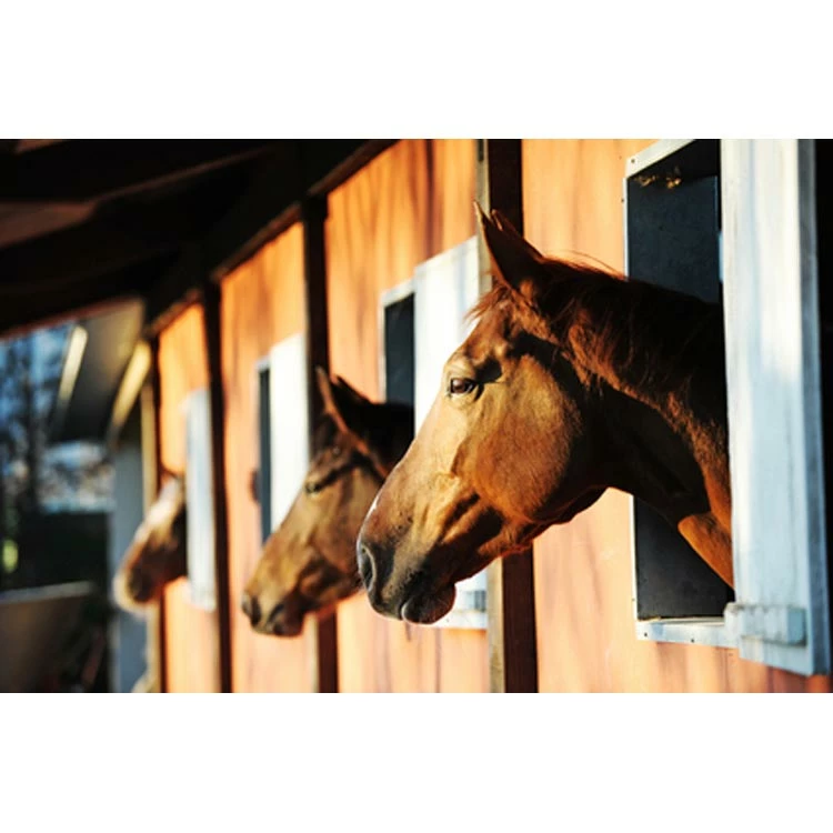 Euro Joe Citronella - Image 3